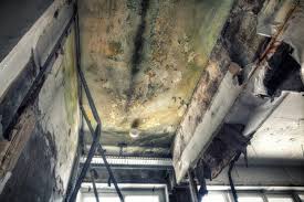 Professional Mold Prevention & Removal  in Rio, VA